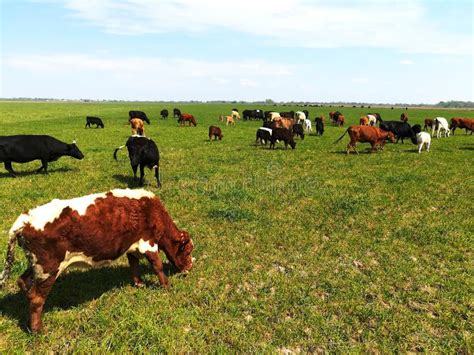 Cattle Grazing in Green Grass Stock Image - Image of farm, ranching: 114660619