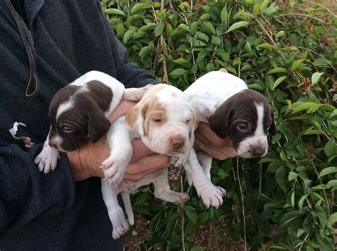 English Pointer Puppies For Sale | Atlanta, GA #200401