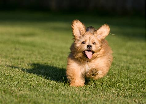 A Tail-Waggin’ Good Time: Why Book Pet Friendly Cabins in Branson, MO | by Tom Kubat | May, 2023 ...