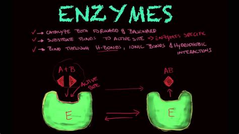 Enzymes