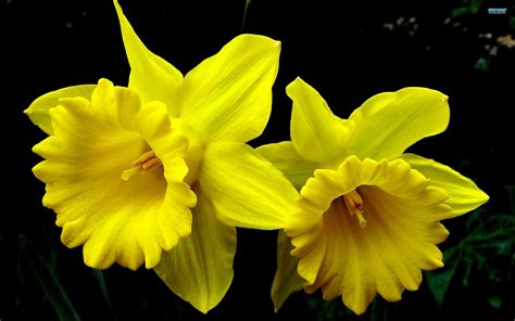 Daffodil Wallpapers - Wallpaper Cave