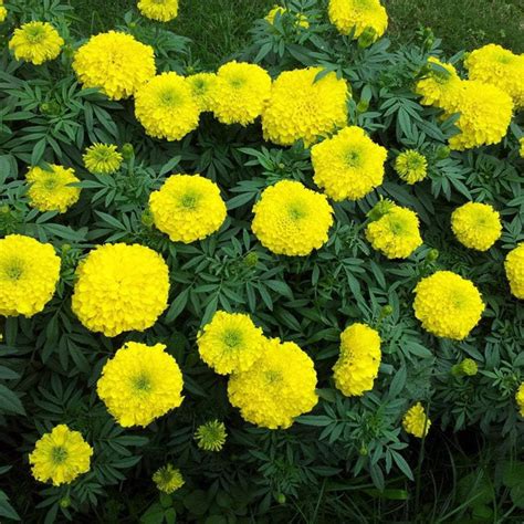 Marigold seeds - Crackerjack : Tall fern-like leaves produce cheery yellow flowers. – Sow True Seed