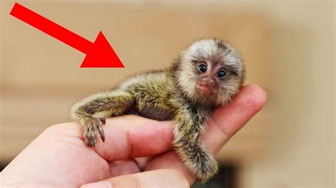 SMALLEST Animals In The World! - YouTube