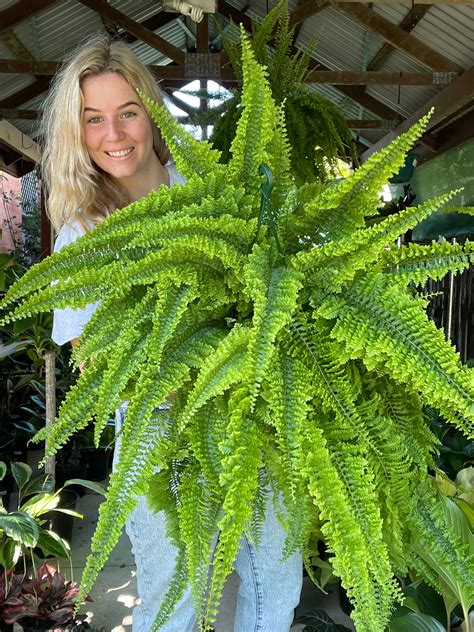 Fluffy Ruffle Ferns Large – The Jungle Plant Co