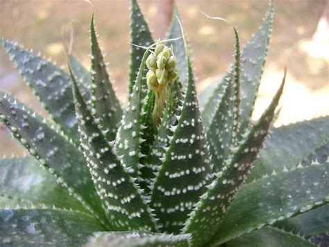 Aloe aristata - Lace Aloe, Torch Plant | World of Succulents