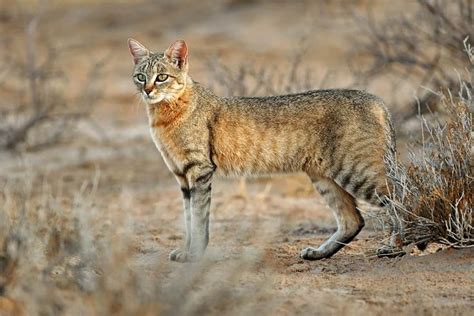 The 7 Wild Cats Of Africa You've Probably Never Heard Of | Focusing on ...