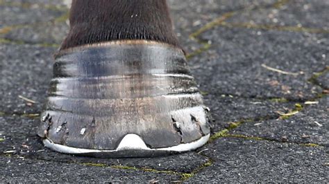 Should You Walk A Horse With Laminitis - Gegu Pet