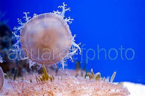 Cassiopeia andromeda 03 « Aqua Reef Photo – Marine Photo Database ...