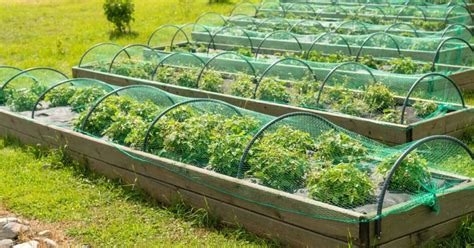 Plant Protection 101: A Guide to Efficient Garden Netting