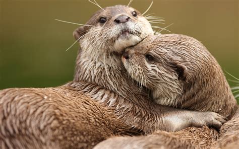 Download A loving otter couple embracing each other Wallpaper ...