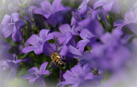 Honey Bee, Insect Free Stock Photo - Public Domain Pictures