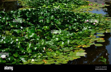 beautiful water lily garden in Keszthely castle.Hungary Stock Photo - Alamy