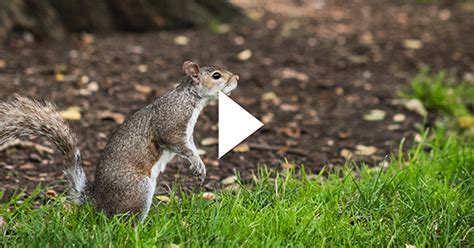 Video: There’s Something Squirrelly about This Class | BU Today | Boston University