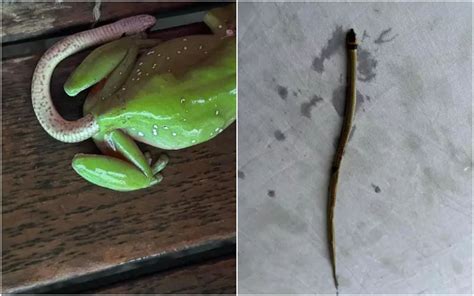 WEIRD! Live Snake Comes Out Of Frog’s Bum! Internet Is Left Completely Baffled And Grossed Out ...