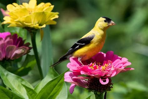 20 Super Pretty Pictures of Finches - Birds and Blooms