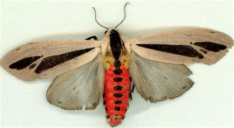 Creatonotos Gangis - The Moth with 4 Hairy Tentacles - Odd Facts