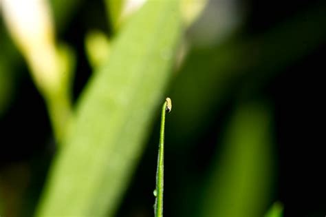 Nature Magnified: Life Cycle of the Common Crow Butterfly (Euploea core)