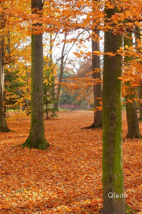 Dry bright orange tree leaves fallen forest ground with brown trees ...