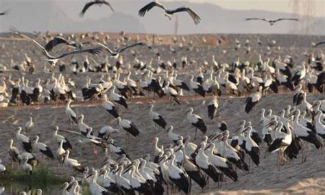 En migration route to S.Africa, Flocks of white storks recorded in Egypt’s South Sinai reserves ...