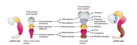 Study Tips Brain Development