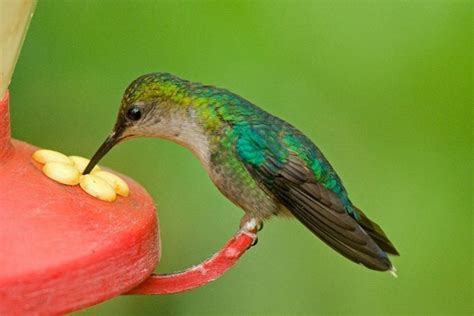 8 Common Hummingbird Nectar Mistakes | The Family Handyman