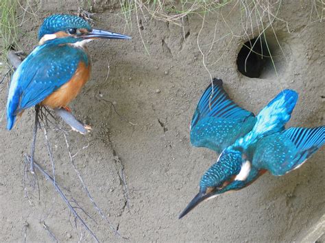 The kingfishers nest | Home / Taxidermy / Bird Taxidermy Gallery ...