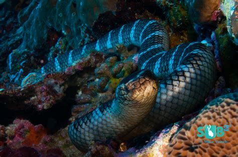 Island of the Snakes | Scuba Diving Blog