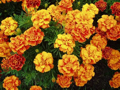 12 Best Annual Flowers for Full Sun