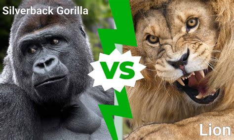 Angry Silverback Gorilla Fighting