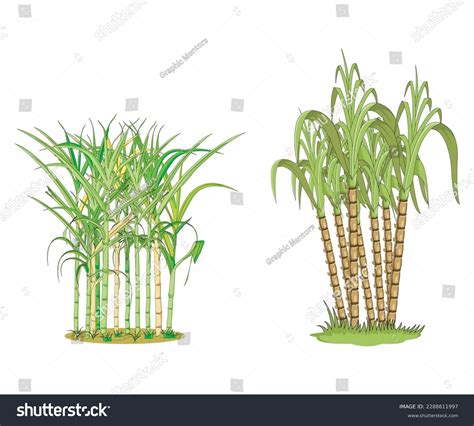 Sugarcane Plant Ganna Isolated Vector Stock Vector (Royalty Free ...