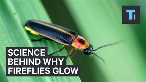 Science Behind Why Fireflies Glow - YouTube