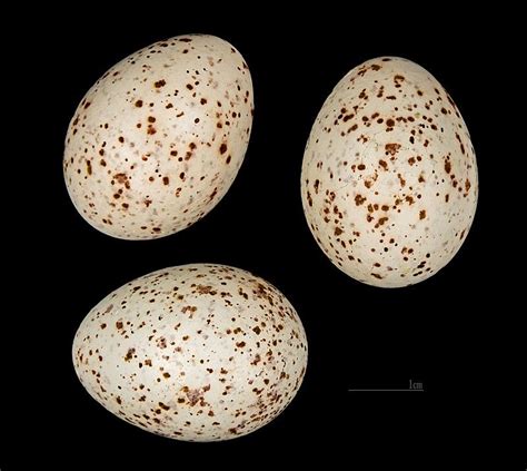 three speckled eggs on a black background