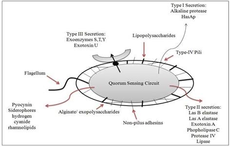 Pseudomonas Aeruginosa Colony Morphology