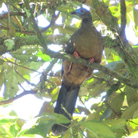 Cracidae - Biodiversidad Farallones del Citará