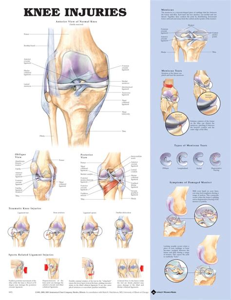 Knee Injuries - MedQuip, Inc.