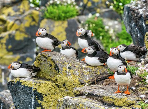 Puffins, Scotland Photograph by Sally Anderson