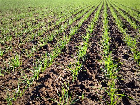 Vital Topics to Consider for 2015 Wheat Planting | Mississippi Crop Situation