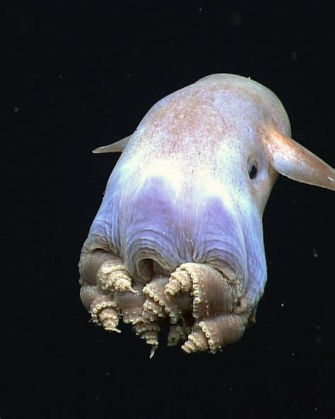 The Rare Dumbo Octopus, Grimpoteuthis - Owlcation - Education