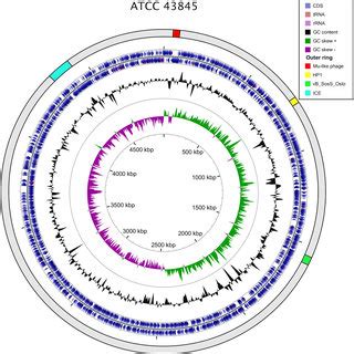 Genome map of S. Senftenberg ATCC 43845. The outer ring displays the ...