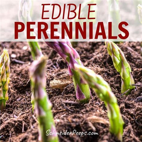 Edible Perennial Vegetables, Fruit and Herbs to Harvest Year After Year ...