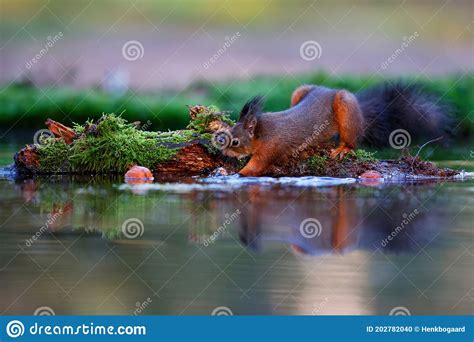 Eurasian Red Squirrel in the Forest Stock Photo - Image of eurasian ...