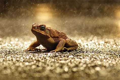 Cane toad has surprise effect on Australian ecosystem | New Scientist