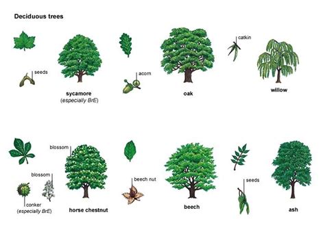 ash noun - Definition, pictures, pronunciation and usage notes | Tree ...