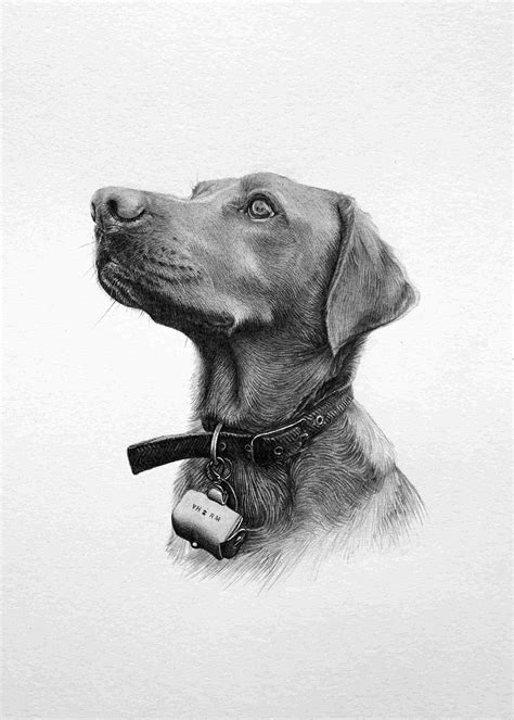 Pencil Pet Drawings | Portraits from Photos | Jonny Atkinson Art