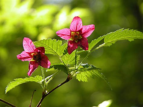 Salmonberry | native berry plants for sale | Native Foods Nursery