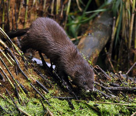 European mink Mustela lutreola