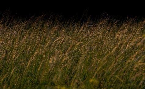 Blooming Grass On A Dark - Free photo on Pixabay - Pixabay