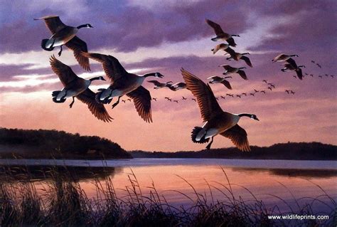 Artist David Maass Unframed Waterfowl Art Print Twilight-Canada Geese | Waterfowl art, Wildlife ...