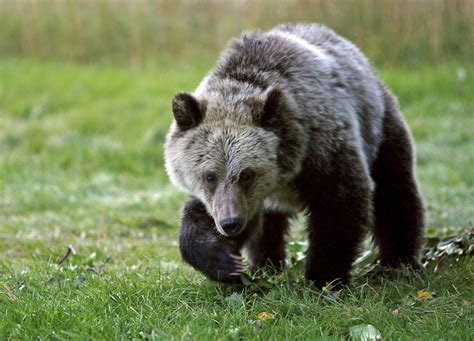 Grizzly bears spotted along Rocky Mountain Front | The Spokesman-Review