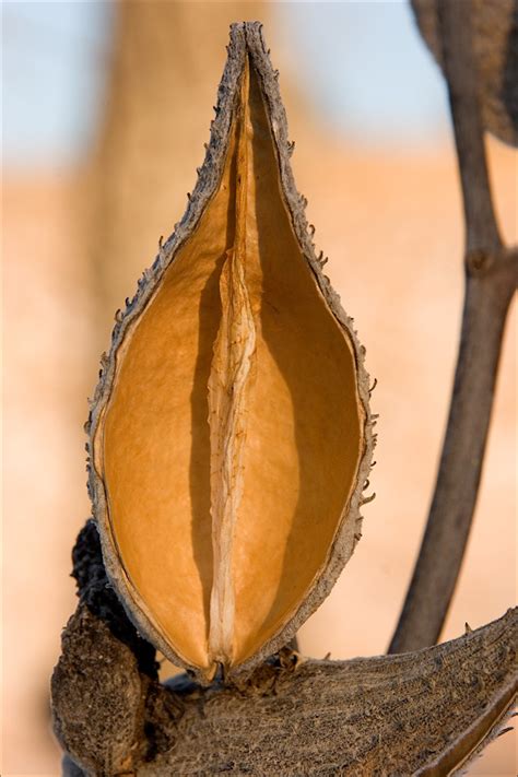 Milkweed pod